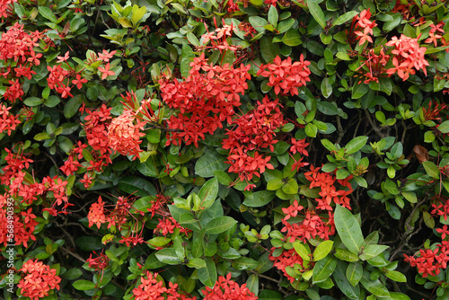 Beautiful red flowers  Asoca  Ashoka  Asoka. Its scientific name is Saraca asoca.