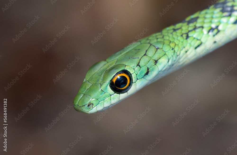 Spotted bush snake (Philothamnus semivariegatus) Spotted bush snake (Philothamnus semivariegatus)