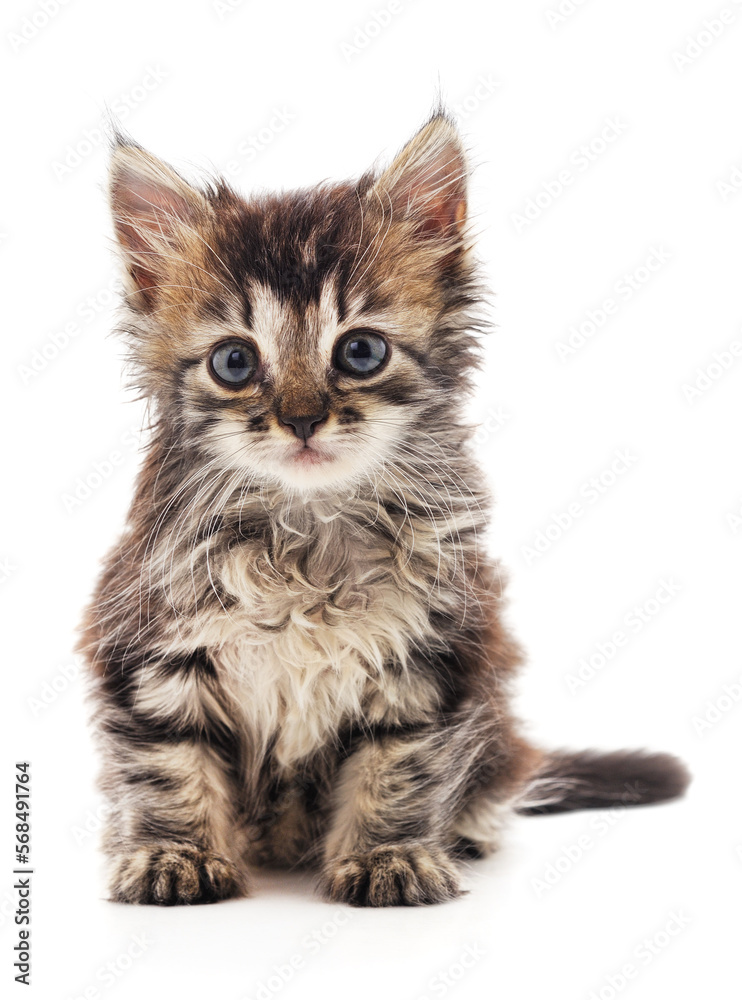 Obraz premium Gray sitting kitty.