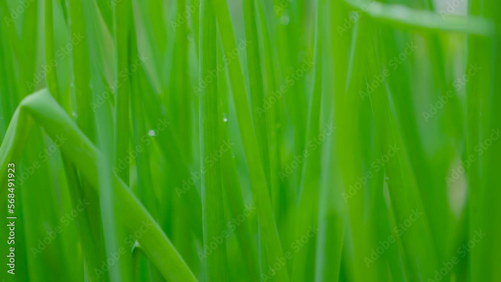 Closeup green grass slow movement Handheld shot motion blur background High quality footage (4K ProRes 422HQ) Closeup green grass slow movement Handheld shot motion blur background High quality footage (4K ProRes 422HQ)