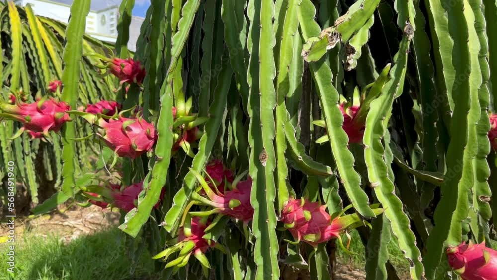 dragon fruit on the dragon fruit pitaya tree, harvest in the agriculture farm at asian exotic tropical country, pitahaya organic cactus plantation in thailand or vietnam in the summer sunny day