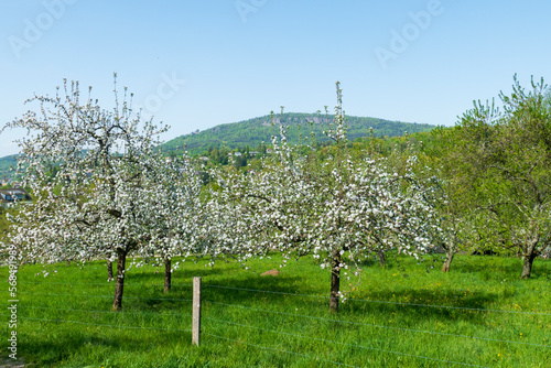 Blühende Apfelbäume Frühling im öffentlichen Obstgut Baden-Baden Lichtental photo