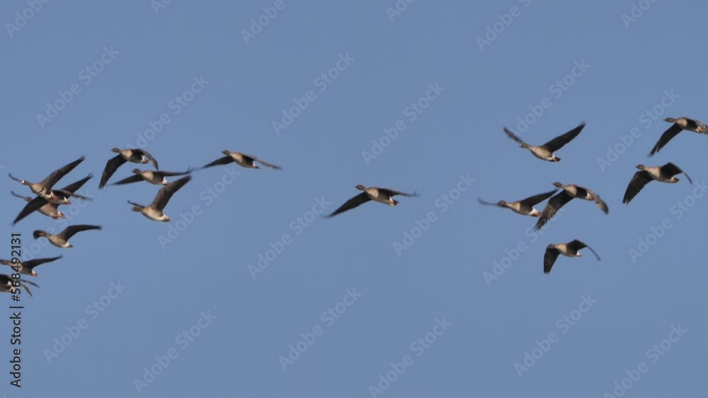 Flock of Greater white-fronted goose (Anser albifrons) in springtime near pond flying in slow motion Flock of Greater white-fronted goose (Anser albifrons) in springtime near pond flying in slow motion