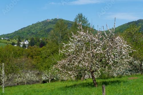 Blühende Apfelbäume Frühling im öffentlichen Obstgut Baden-Baden Lichtental photo