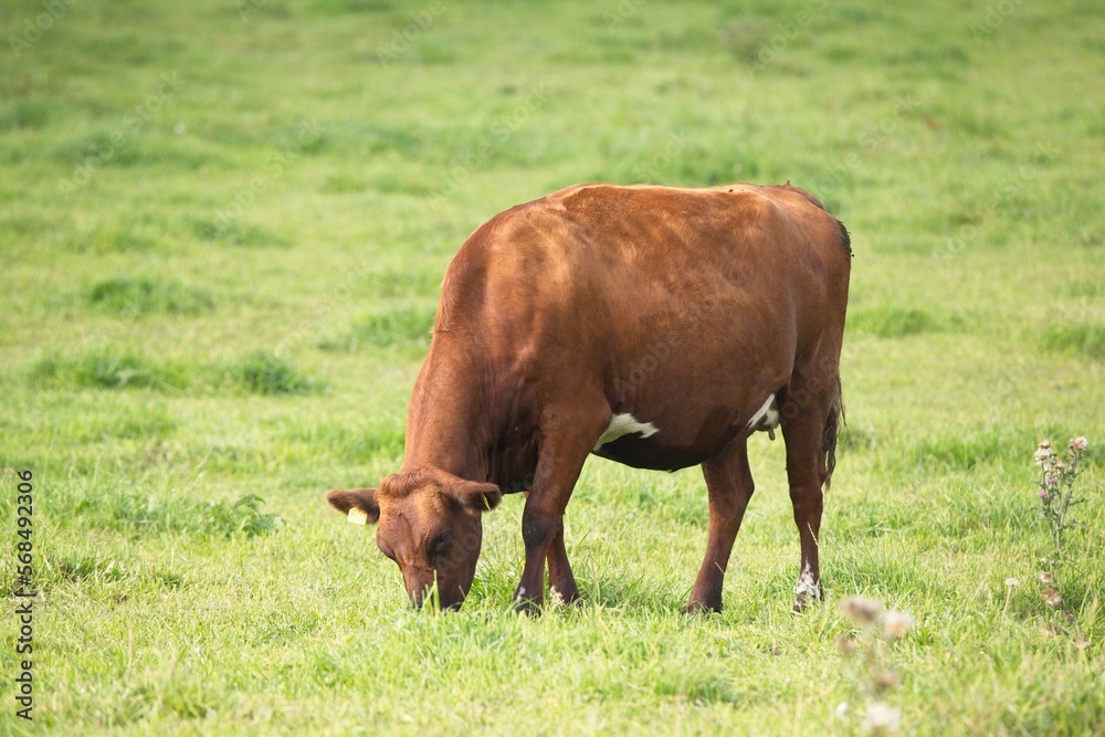 Standing cow grazing on green farm pasture on autumn day in Finland. Standing cow grazing on green farm pasture on autumn day in Finland.