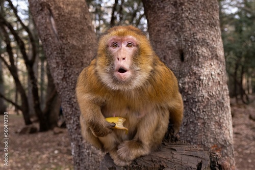 Monkey screaming