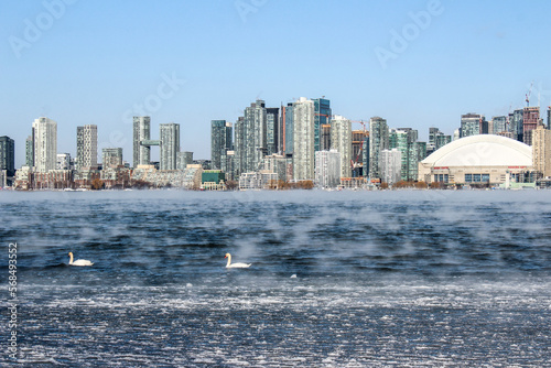 Swans swim over steaming lake and ice in winter with Toronto skyline in background