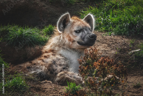 Hyäne schlummert in einem Erdloch