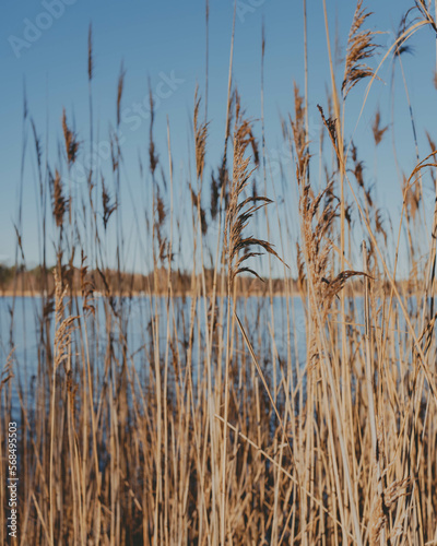 Tall reeds stand strong amidst a serene winter lake, basked in the sun's warmth