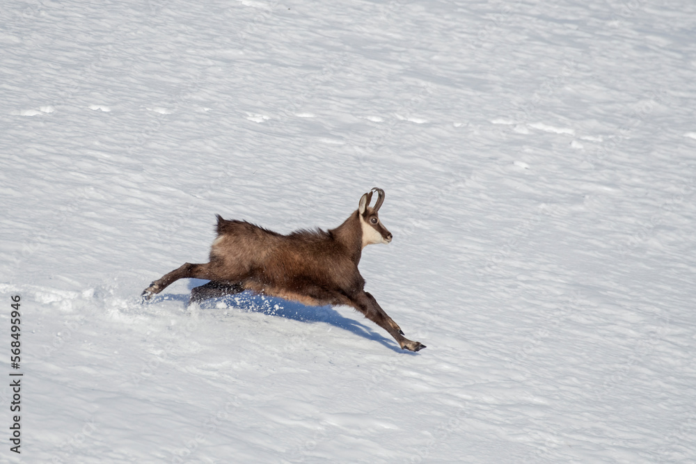 Alpine chamois (Rupicapra rupicapra) running at full speed in fresh snow, Italian Alps.