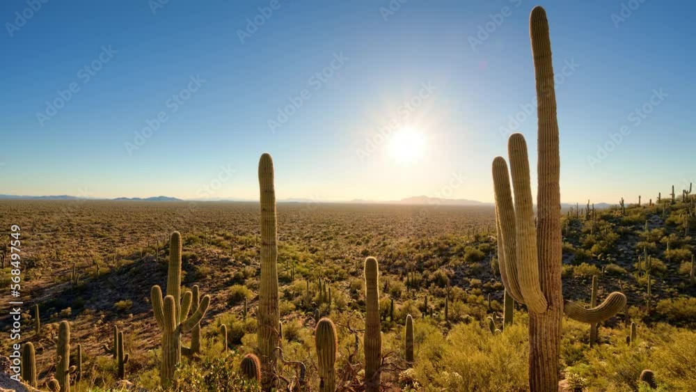 Timelapse/Hyperlapse of sunset behind iconic Arizona cactus