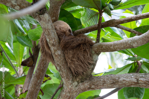 sleeping sloth © Bjrn