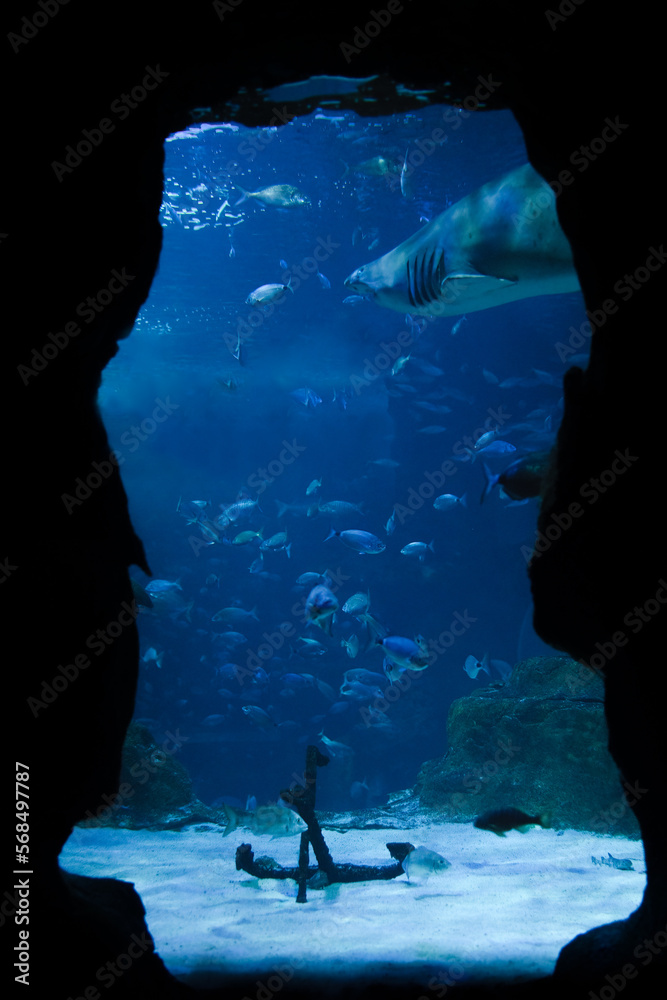 Obraz premium Basque Country Gipuzkoa Province San Sebastian Shark in the Aquarium