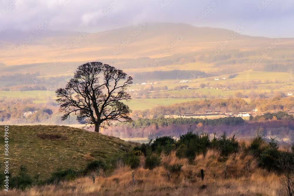 A lone silhouetted mature tree on a hill in front of distant Highlands