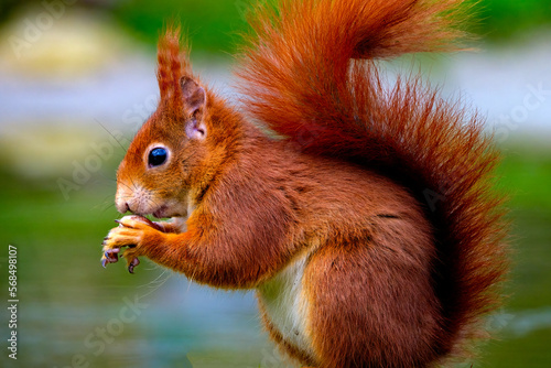 Eekhoorn - Squirrel © Holland-PhotostockNL