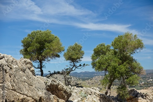 Landscape view from Kolymbia Rock with trees in sunny spring weather, Kolymbia, Rhodes, Greece.