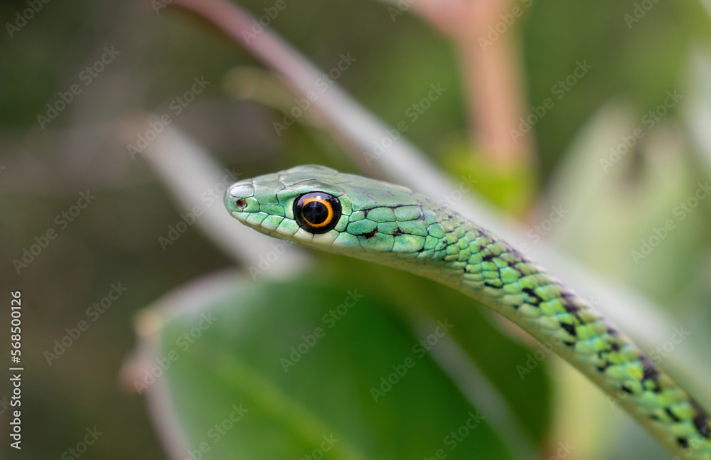 Spotted bush snake (Philothamnus semivariegatus) Spotted bush snake (Philothamnus semivariegatus)