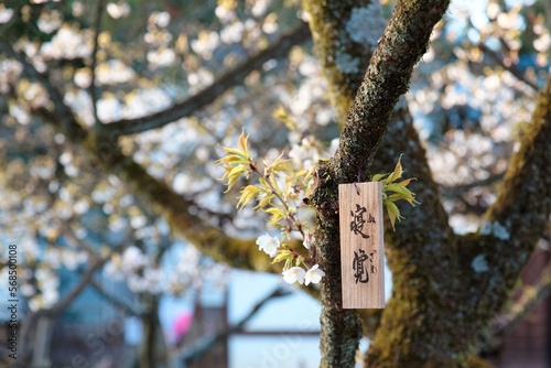 Close-up view of beautiful Sakura cherry blossoms, with a traditional Japanese wooden plaque hanging under a Sakura trees in Hirano Jinjya Temple, Kyoto, Japan ( blurred background effect ) photo
