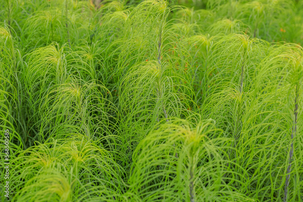 Light green Helianthus salicifolius botany background Light green Helianthus salicifolius botany background