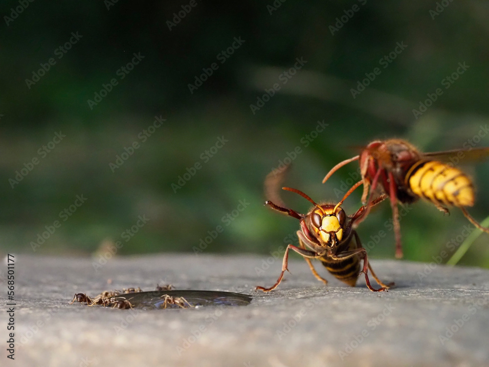 Europäische Hornisse (Vespa crabro) Europäische Hornisse (Vespa crabro)