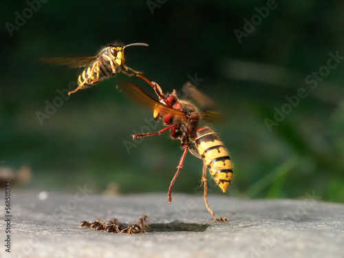 Europäische Hornisse (Vespa crabro) photo