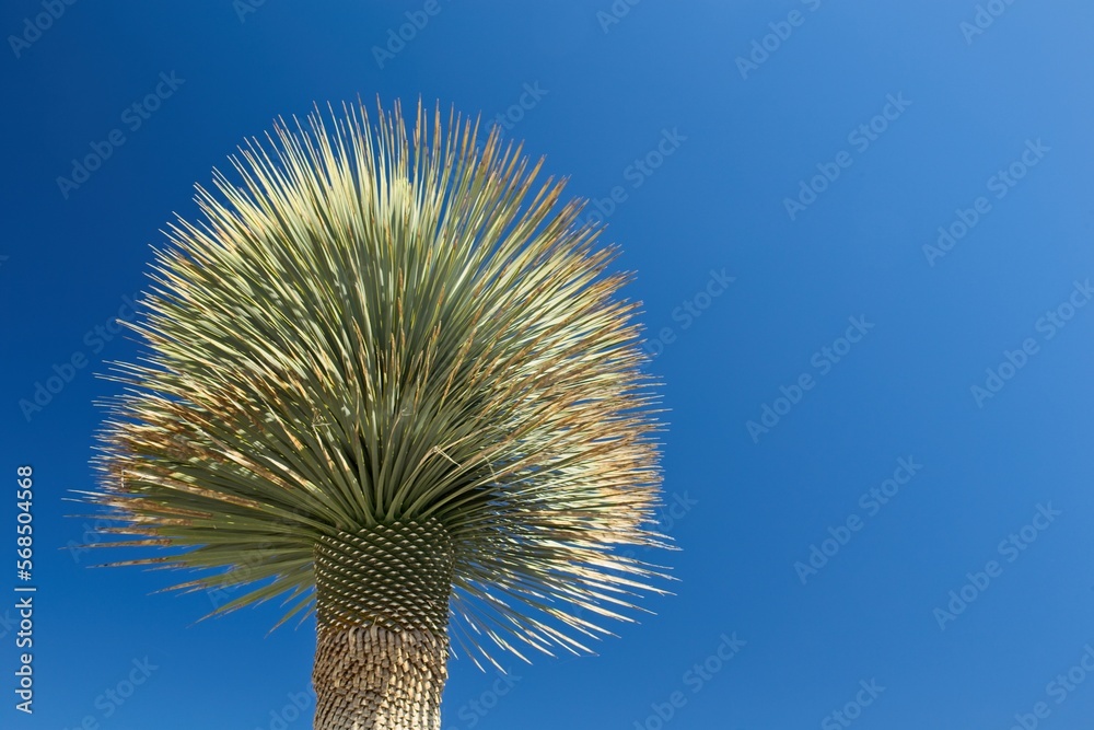 Closeup of palm tree in sunny greek weather, Kolymbia, Rhodes, Greece.