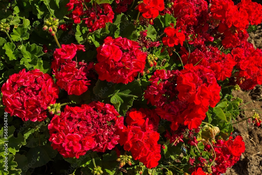 Closeup of blooming red geranium flowers in sunny greek weather, Kolymbia, Rhodes, Greece. Closeup of blooming red geranium flowers in sunny greek weather, Kolymbia, Rhodes, Greece.