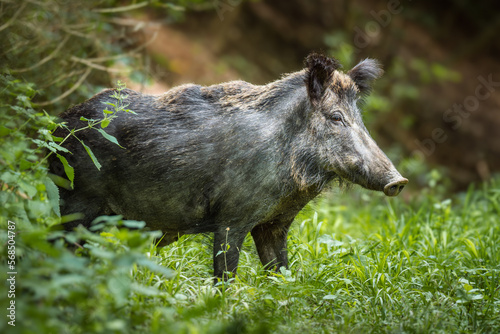 Wild boar (Sus scrofa) in summer coat close up