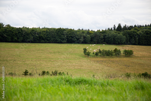 Flower meadow in summer