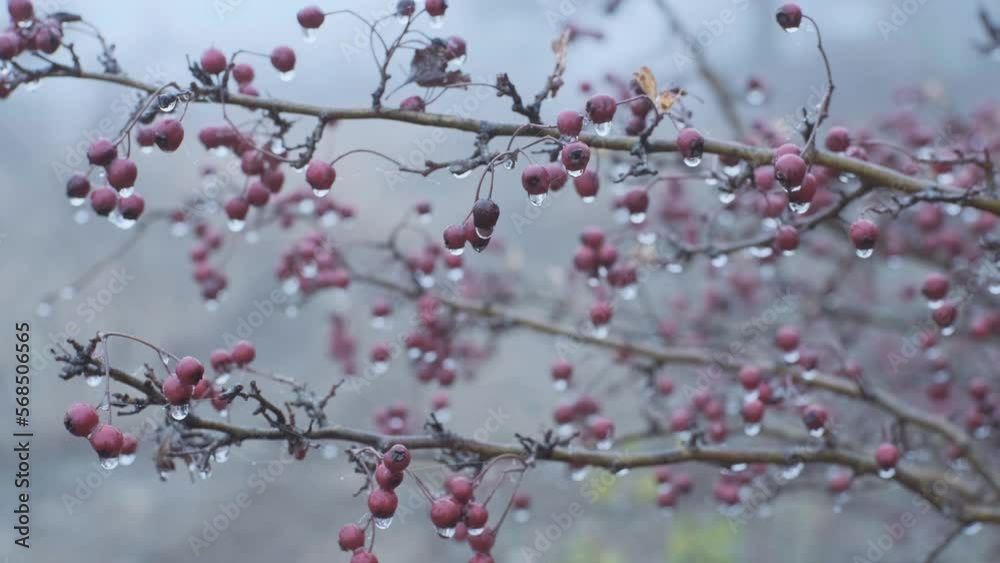 hawthorn with drops of water on the branches hawthorn with drops of water on the branches