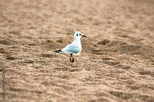 Seagull on the sand photo
