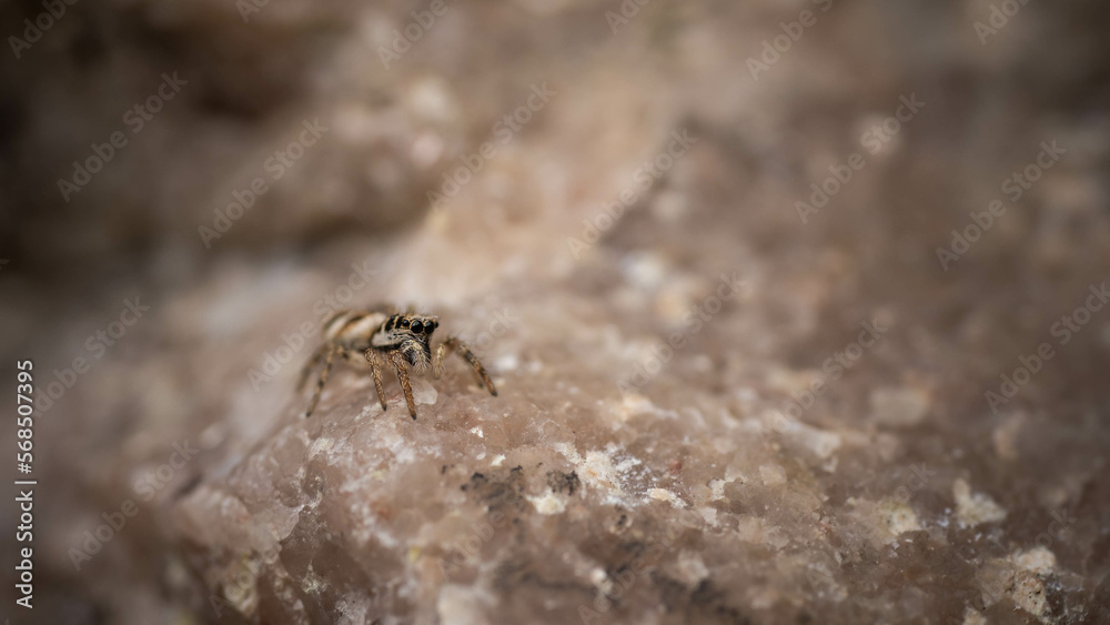 brown spider mount camouflaged on stone, incredible wildlife brown spider mount camouflaged on stone, incredible wildlife