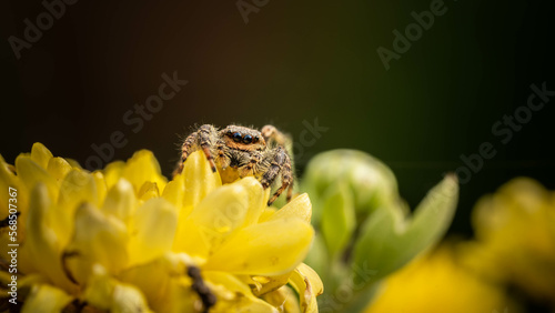 cute jumping spider on yellow flower close up