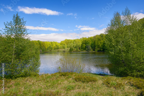 landscape with lake. forest on the hill beneath a sky with fluffy clouds. sunny weather in spring