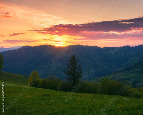 mountain landscape with grassy meadow. rolling scenery of carpathian countryside in evening light © Pellinni