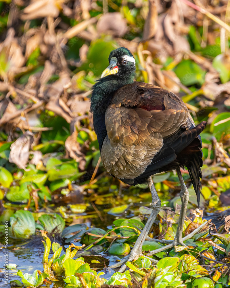 A Bronze winged jacana roaming in wet land A Bronze winged jacana roaming in wet land