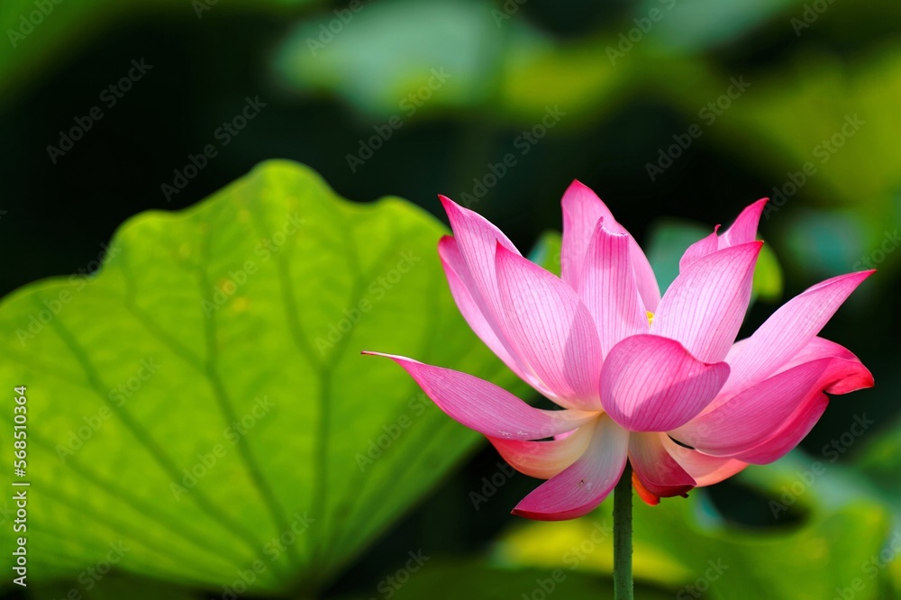 Closeup view of a lovely pink waterlily blooming among green lush leaves in a lotus pond, with delicate petals and venous leaves appearing translucent under bright summer sunshine