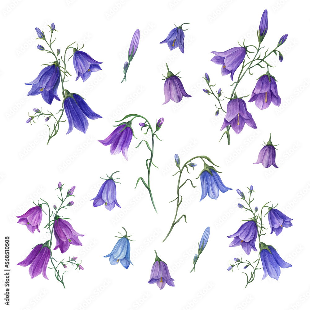 Set of watercolor wild flowers campanula isolated on white background