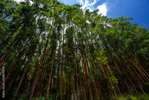 Perspective of eucalyptus groves in rational plantation. Countryside of Sao Paulo state, Brazil