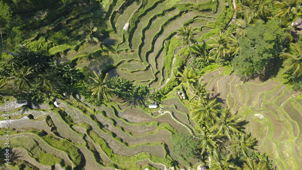Beautiful landscape in Bali, Indonesia