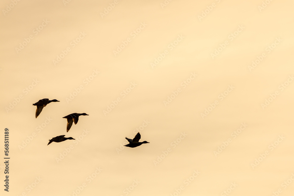 flying mallard ducks at sunset sky. migration birds concept flying mallard ducks at sunset sky. migration birds concept