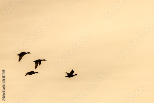 flying mallard ducks at sunset sky. migration birds concept 