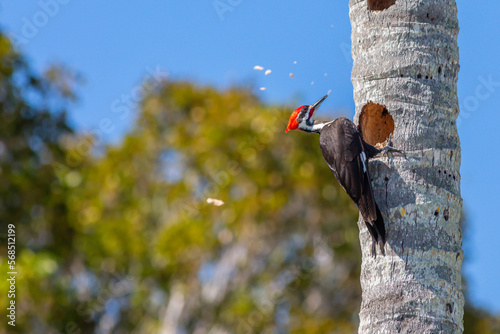 Pileated woodpecker making hole in Florida palm tree.