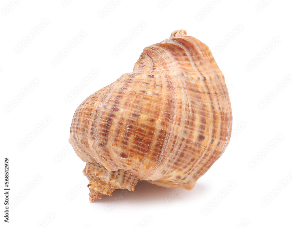 Big brown seashell on a white background Big brown seashell on a white background