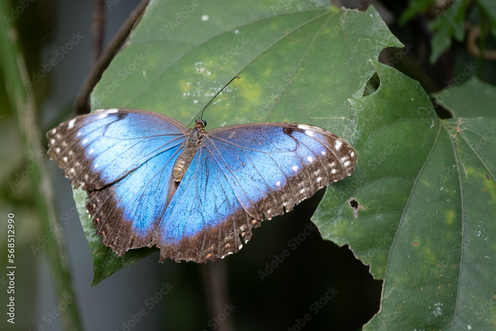 Obraz premium butterfly