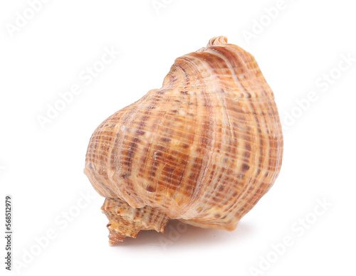 Big brown seashell on a white background
