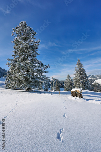 snowy winter landscape in t...