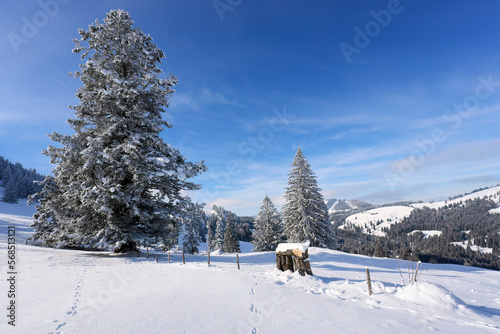 snowy winter landscape in t...