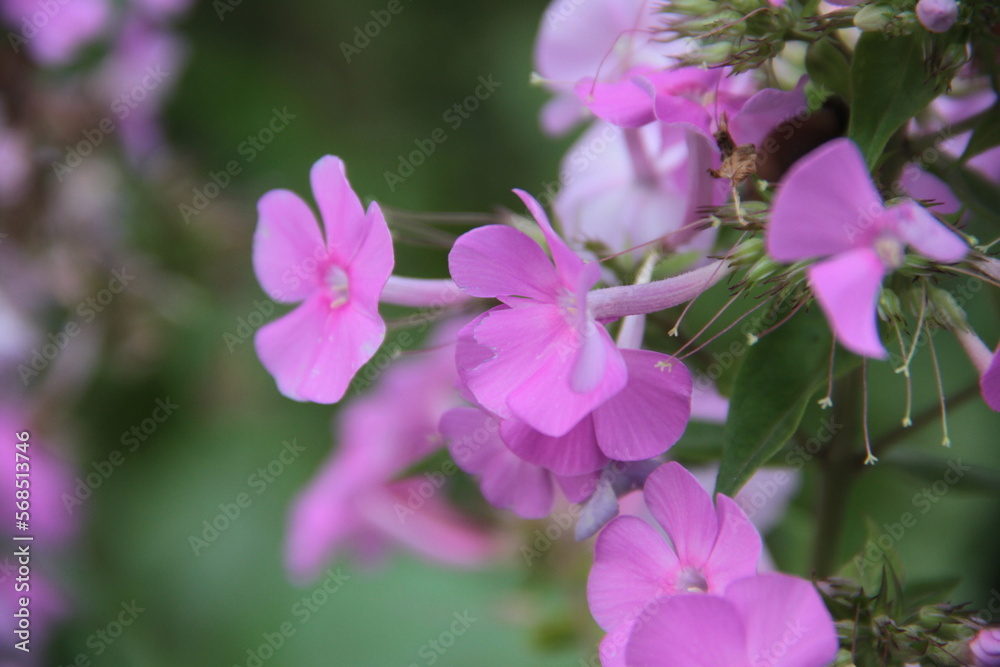 flowers in the garden