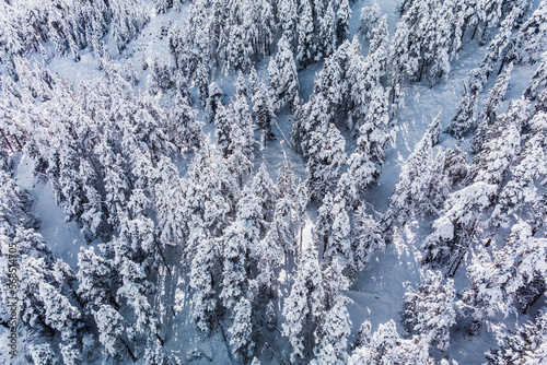 Aerial view of snow covered trees and snowy forest on a winter day. Evergreen spruce forest. Alpine landscape. Vacations, travel, nature and tourism concept.